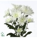 ΧΡΥΣΑΝΘΕΜΟ  ΛΕΥΚΟ  CHRYS. T ANASTASIA WHITE
